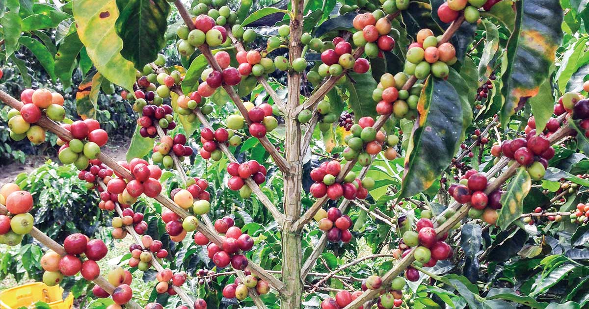 コーヒーの収穫方法について