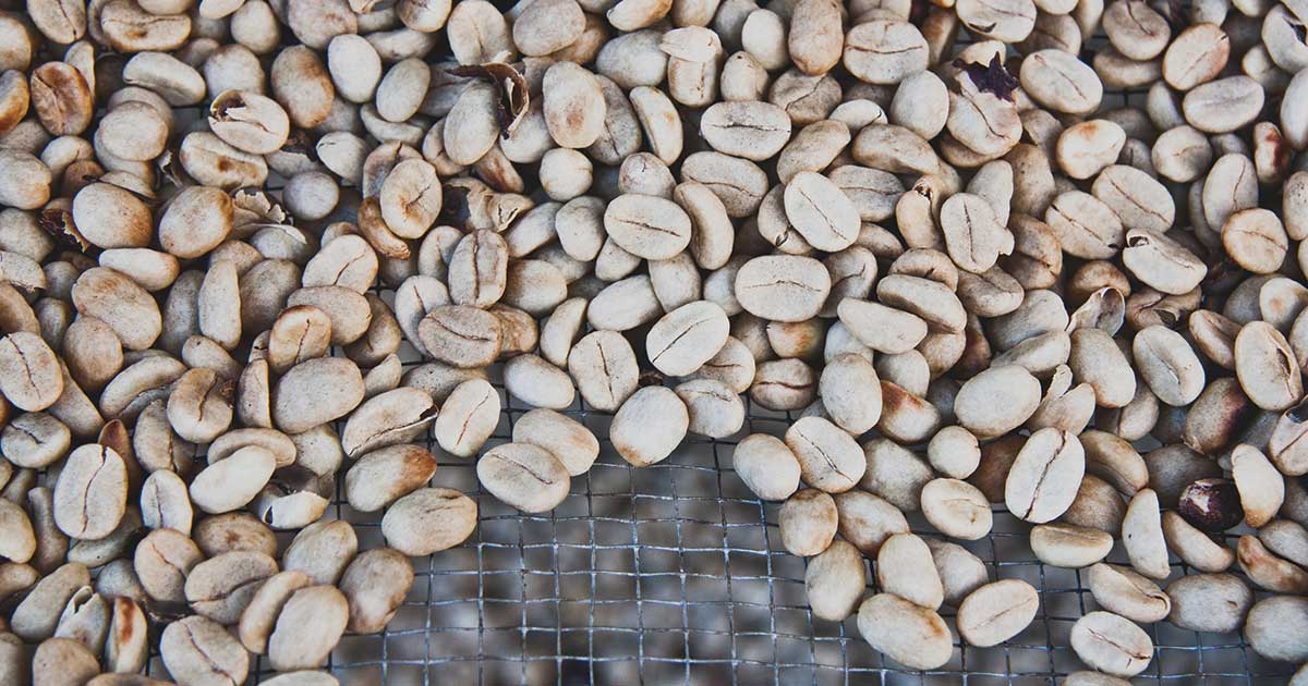 コーヒー豆の乾燥率