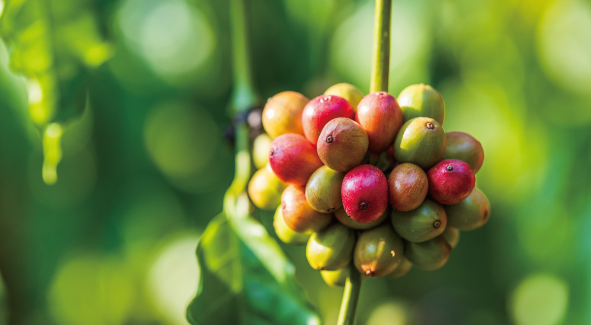 コーヒー収穫時期は環境条件により異なる